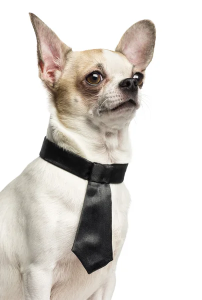 A Chihuahua, fárasztó egy nyakkendő, elszigetelt részlete — Stock Fotó