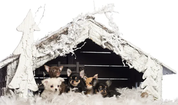 Chihuahua sitting in front of Christmas nativity scene with Christmas tree and snow against white background — 스톡 사진