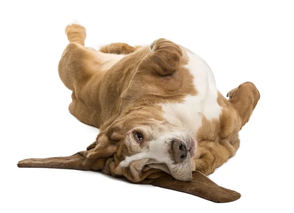 Basset Hound lying on its back, isolated on white — Stock Photo, Image