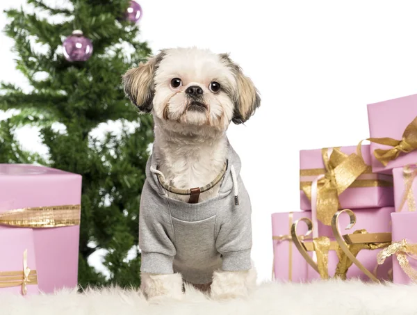 Shih Tzu vestito e seduto davanti alle decorazioni natalizie sullo sfondo bianco — Foto Stock