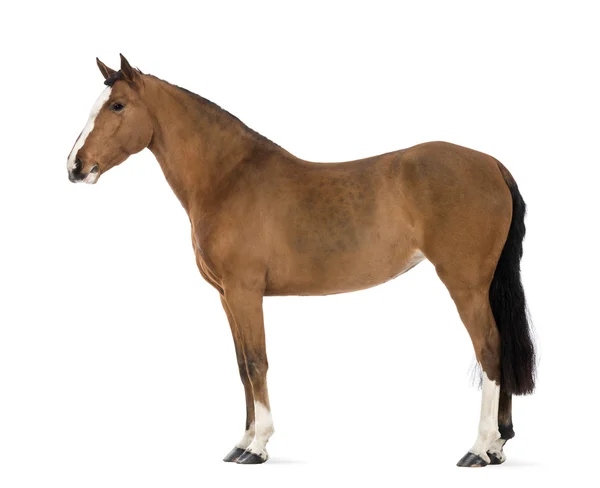 Side view of a Female Andalusian, 3 years old, also known as the Pure Spanish Horse or PRE against white background Stock Image