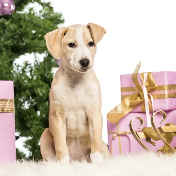 Labrador sentado frente a decoraciones navideñas sobre fondo blanco Fotos De Stock Sin Royalties Gratis