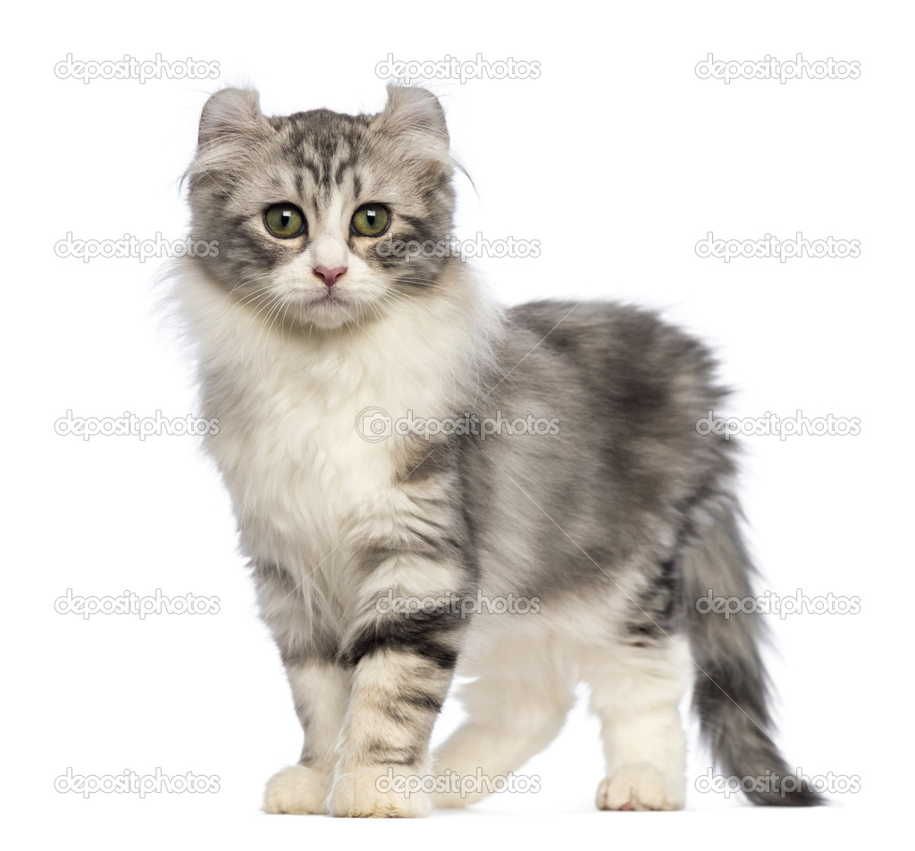 https://st.depositphotos.com/1594920/2452/i/950/depositphotos_24521777-stock-photo-american-curl-kitten-3-months.jpg