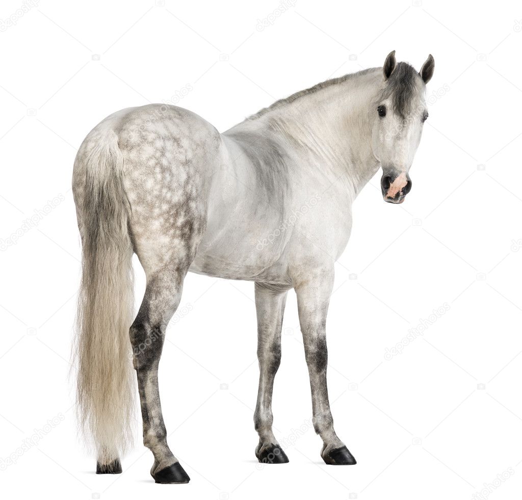 Rear view of a Male Andalusian, 7 years old, also known as the Pure Spanish Horse or PRE, looking back against white background