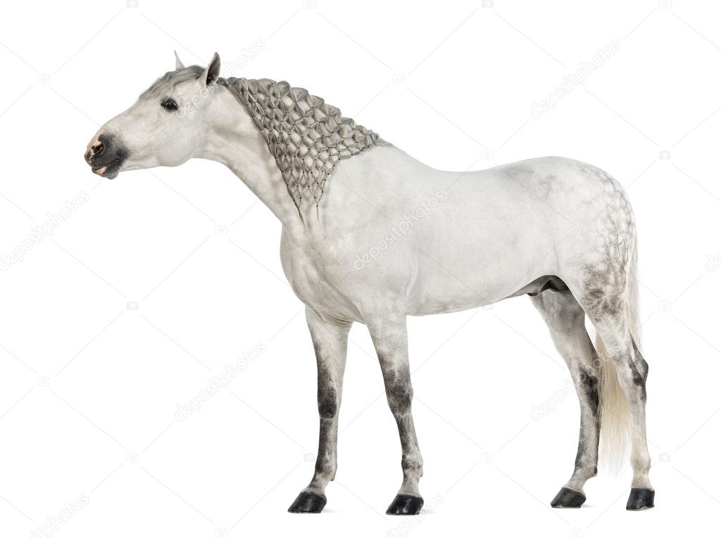 Male Andalusian, 7 years old, also known as the Pure Spanish Horse or PRE, with plaited mane and stretching its neck against white background
