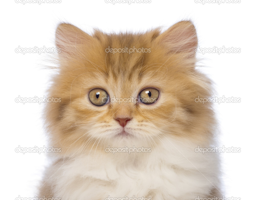 Close-up of a British Longhair kitten, 2 months old, looking at the camera in front of white background