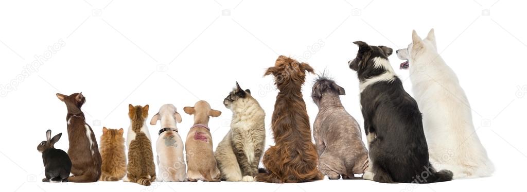 Rear view of a group of pets, Dogs, cats, rabbit, sitting, isola