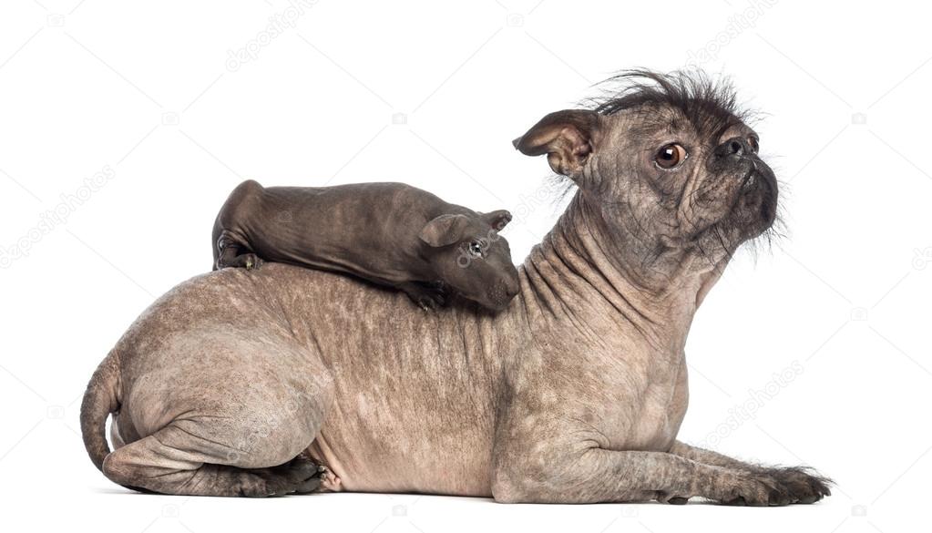 Hairless guinea pig lying on the back of a Hairless Mixed-breed dog, mix between a French bulldog and a Chinese crested dog, lying in front of white background