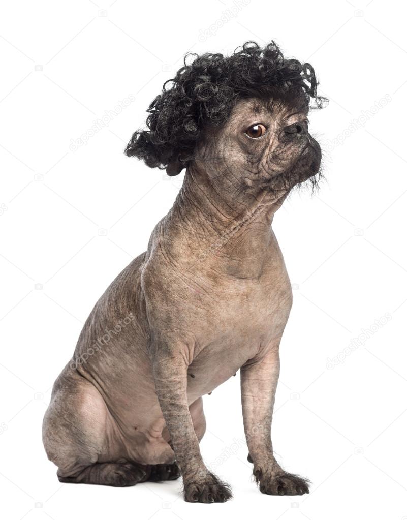 Hairless Mixed-breed dog, mix between a French bulldog and a Chinese crested dog, sitting, looking away and wearing a black curly wig in front of white background