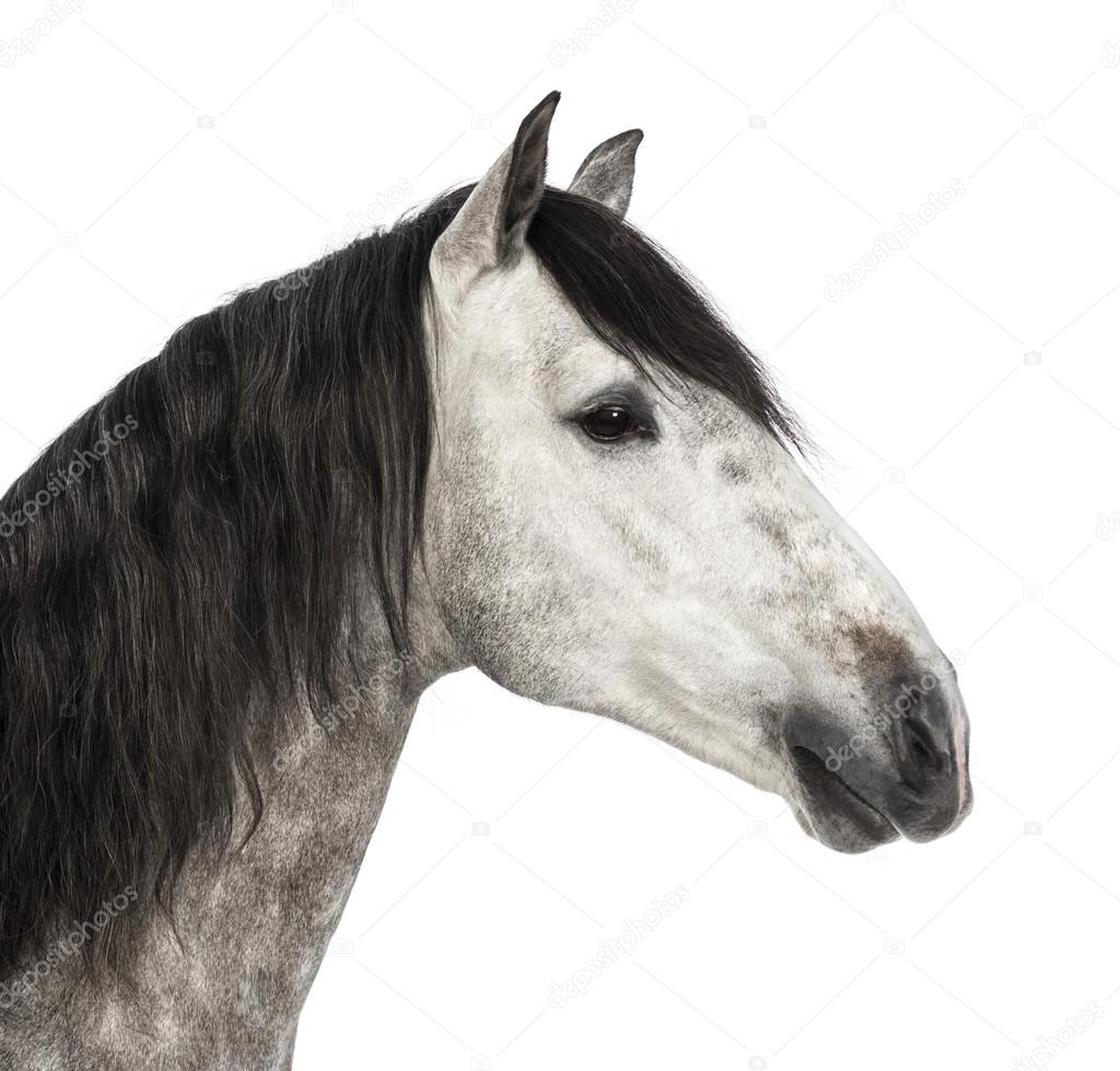 Close-up of an Andalusian head, 7 years old, also known as the Pure Spanish Horse or PRE against white background