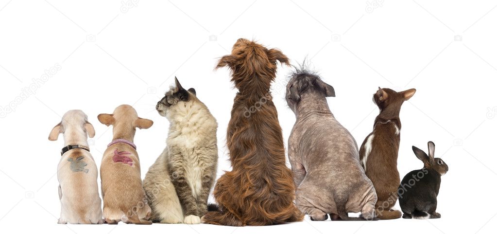 Rear view of a group of pets, Dogs, cats, rabbit, sitting, isola