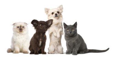 Chihuahua ve oturma - beyaz izole kedi