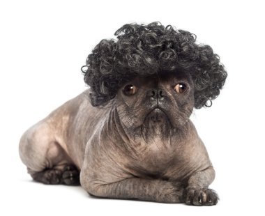 tüysüz karışık-breed köpek, Fransız bulldog ve yalan, kameraya bakıyor ve beyaz arka plan önünde siyah kıvırcık peruk takmış bir Çin Tepeli Köpek arasında karışımı