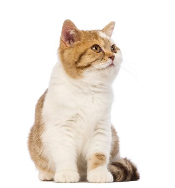 Britanya ile ilgili stenografi kedi yavrusu, 3.5 ay yaşlı, oturma ve beyaz arka plan uzağa arıyorsunuz
