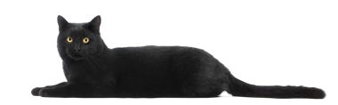 Kara kedi yalan ve üzerinde beyaz izole kamera bakıyor