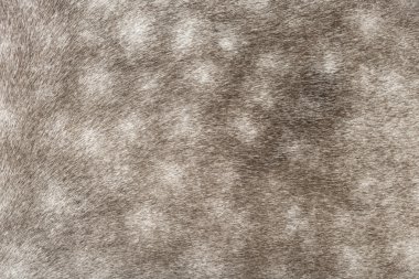 Endülüs kat desen, 7 yaşında, olarak da bilinen saf İspanyol at veya öncesi Close-Up