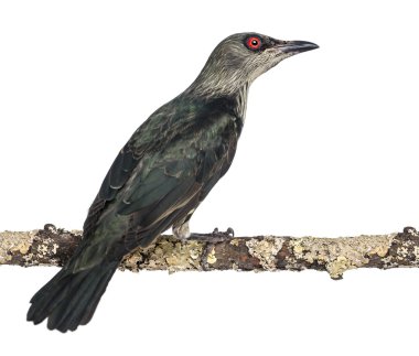 WHI izole Juvenil metalik starling - aplonis metallica-