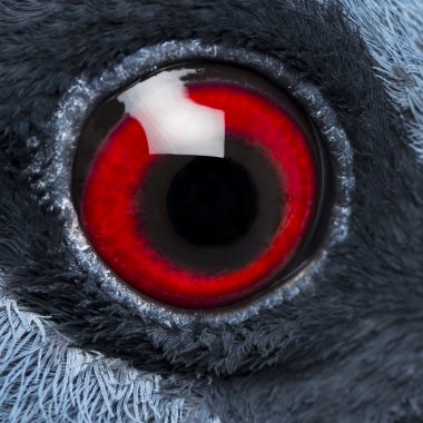 Victoria taç Pigeon's göz - Goura victoria yakın çekim