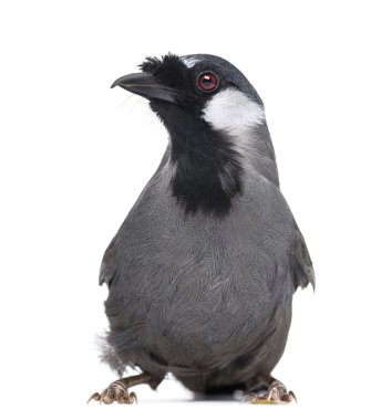 Kara gerdanlı laughingthrush - garrulax chinensis - izole üzerinde