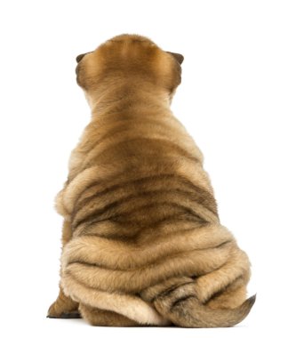 Arkadan oturan bir Shar pei köpek (11 hafta eski) üzerinde izole görünüşü
