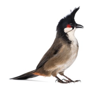 beyaz izole kırmızı bıyıklı bulbul - pycnonotus jocosus-