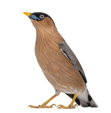 beyaz izole brahminy myna - sturnia pagodarum-