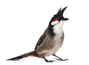 beyaz izole kırmızı bıyıklı bulbul - pycnonotus jocosus-