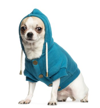 Chihuahua (2 yaşında) oturma ve mavi kapüşonlu, Isola