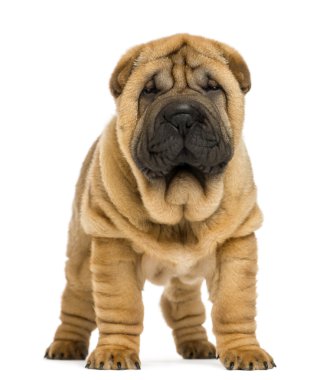 Shar pei köpek yavrusu (11 hafta eski) üzerinde beyaz izole önden görünümü