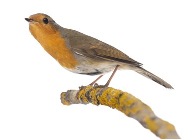 Avrupa robin tünemiş bir dal - erithacus rubecula - isolat
