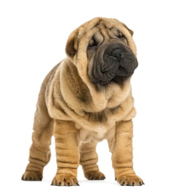 Shar pei köpek uzakta (11 hafta eski) bakarak Önden Görünüm izole
