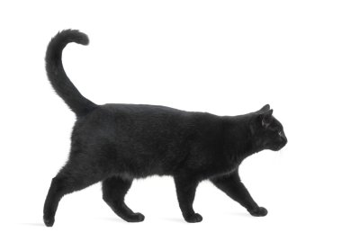 yürüme, izole üzerinde beyaz siyah bir kedi yan görünüm