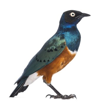 Süper starling - lamprotornis superbus - beyaz izole