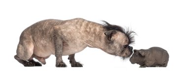 tüysüz karışık-breed köpek, Fransız bulldog ve tüysüz bir kobay beyaz arka plan önünde Koklayıcı Çin Tepeli bir köpek arasında karışımı