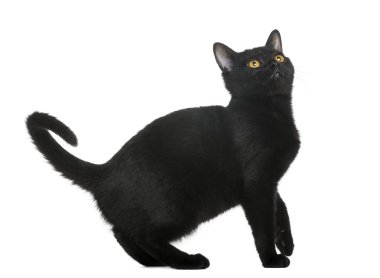 bombay yavru kedi arıyorum, izole üzerinde beyaz