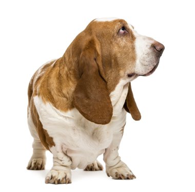 Basset hound ayakta ve bakıyor, üzerinde beyaz izole