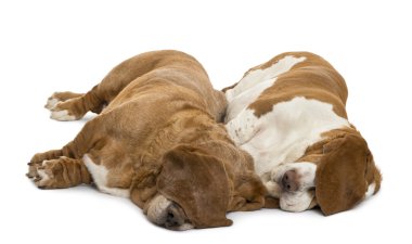 iki levrek yalan ve kulaklarını thei gizleme uyuyan köpekler