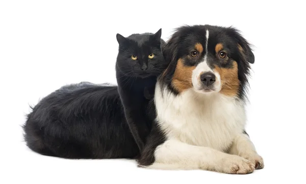 Black Cat berdiri di atas Australian Shepherd berbohong, terisolasi o — Stok Foto