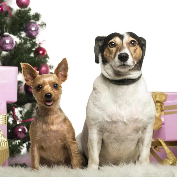 Yorkshire Terrier e Jack Russell Terrier sentado na frente de decorações de Natal contra fundo branco — Fotografia de Stock