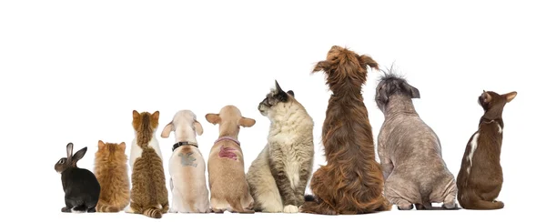 Vista posteriore di un gruppo di animali domestici, Cani, gatti, coniglio, seduto, isola — Foto Stock