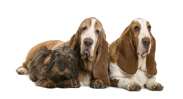 Two Basset Hounds and a Dachshund lying, isolated on white — Stock Photo, Image