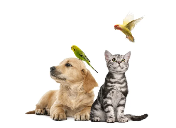 kafasının üzerine tünemiş bir muhabbet kuşu ile yalan golden retriever yavru