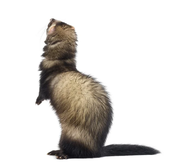 Achteraanzicht van een ferret permanent op achterpoten en opzoeken, isol — Stockfoto