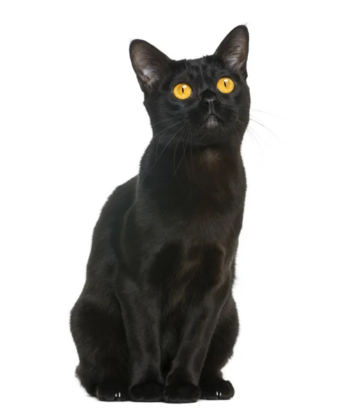 Bombay cat sitting and looking up, isolated on white — Stock Photo, Image