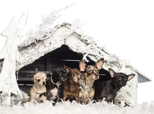 Noel ağacı ve kar beyaz arka plan Christmas doğum sahnesi oturan chihuahua — Stok fotoğraf