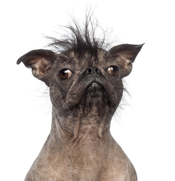 Close-up of a Hairless Mixed-breed dog, mix between a French bulldog and a Chinese crested dog, in front of white background