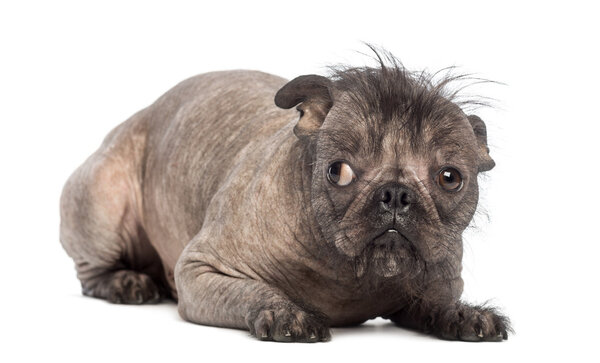 Hairless Mixed-breed dog, mix between a French bulldog and a Chinese crested dog, lying and seems guilty in front of white background