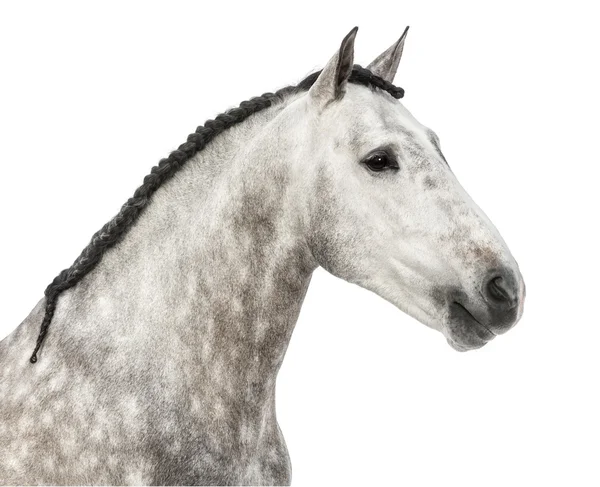 Zbliżenie głowy Andaluzyjczyka, 7 lat, znanego również jako Pure Spanish Horse lub PRE na białym tle — Zdjęcie stockowe