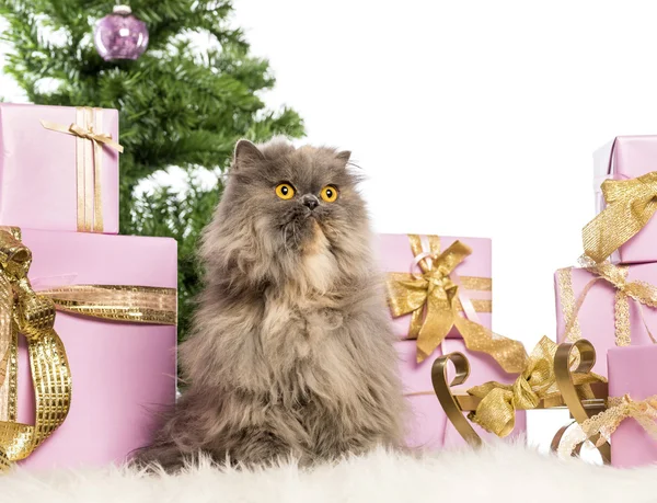 Persian sitting in front of Christmas decorations against white background — Stock Photo, Image