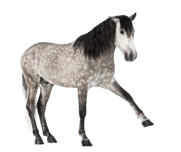 Andalusian raising front leg, 7 years old, also known as the Pure Spanish Horse or PRE against white background — Stock Photo, Image